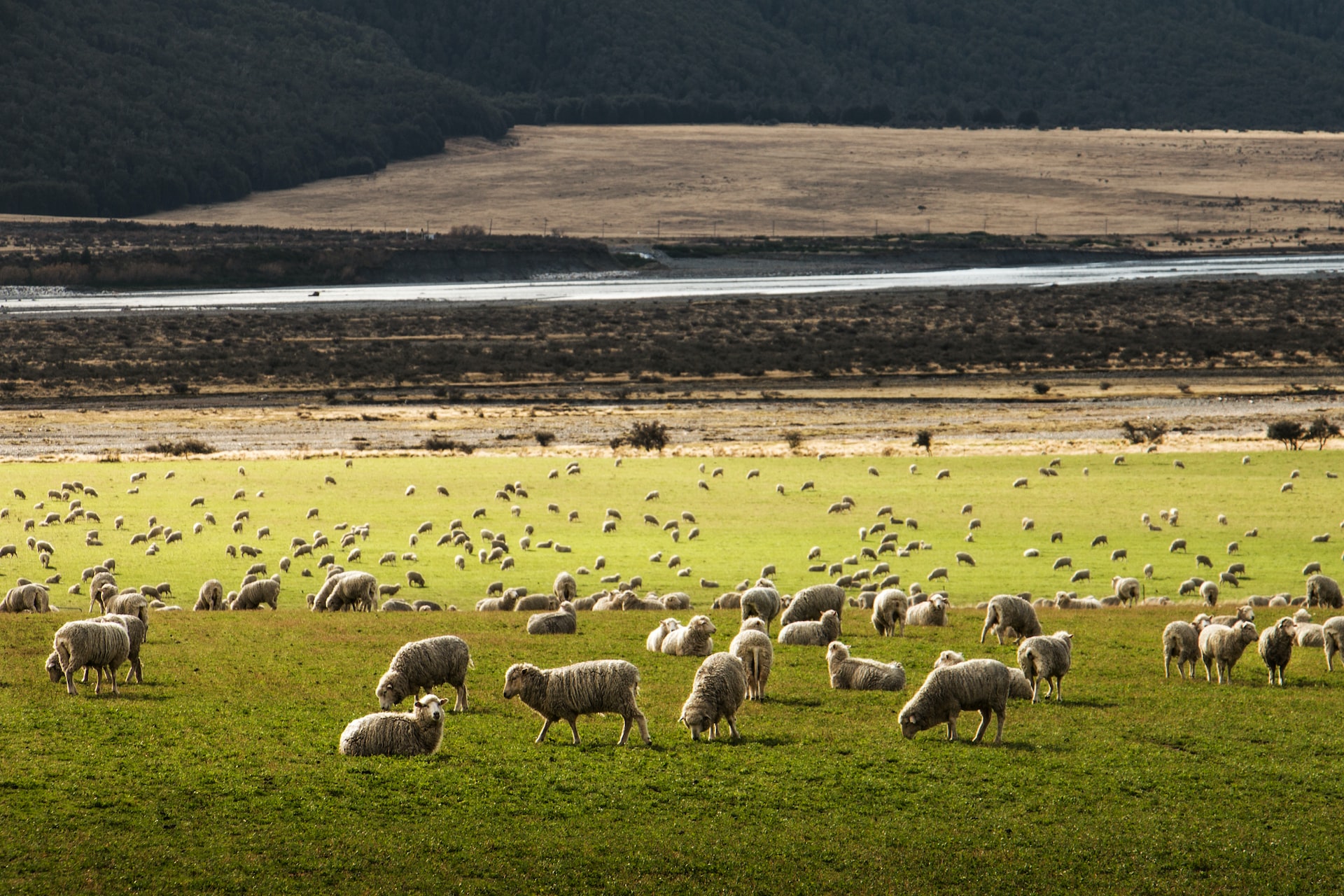 sanjati ovce