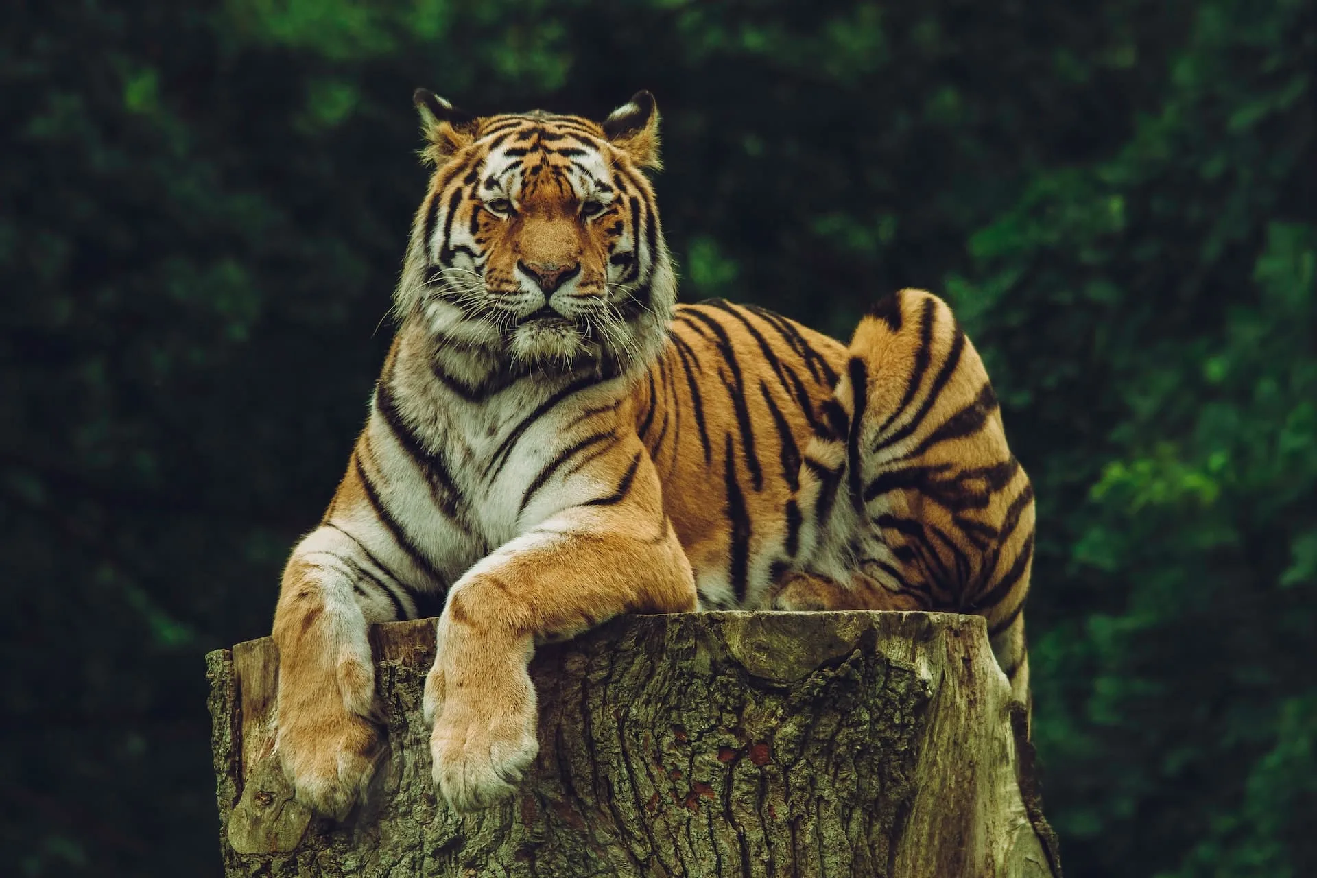 Sanovnik tigar – Šta znači sanjati tigra?